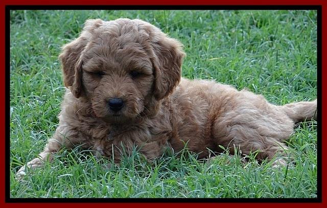 Tia Gus pups 7 wks old 191