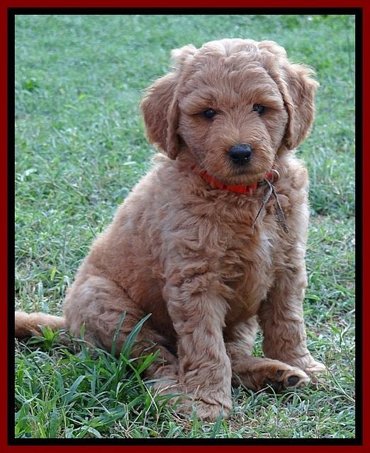 Tia Gus pups 7 wks old 201