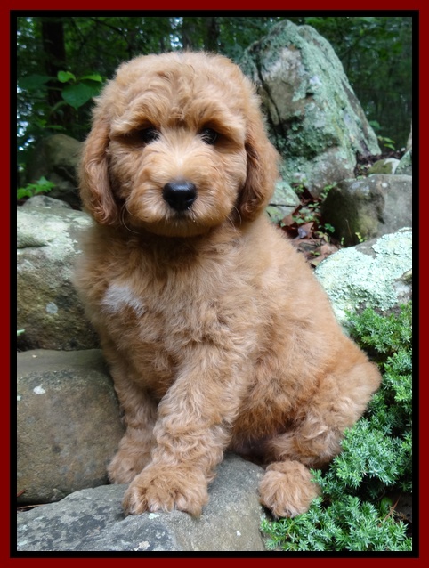 Tia Gus pups 9 wks old 005