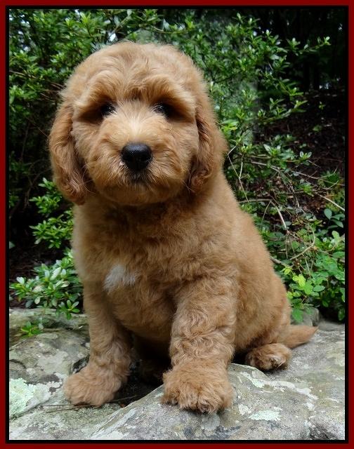 Tia Gus pups 9 wks old 014