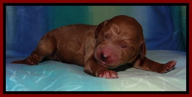 Tia Gus pups newborn 51
