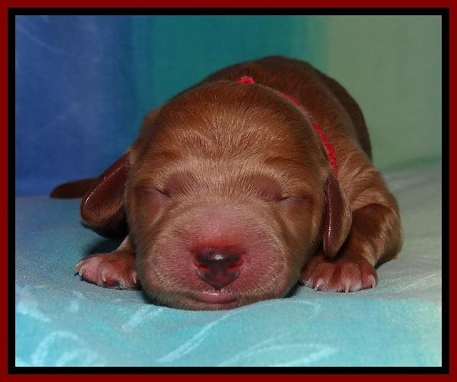 Tia Gus pups newborn 71