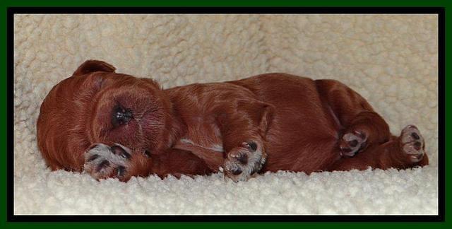 Tia Gus pups 1 wk old 51