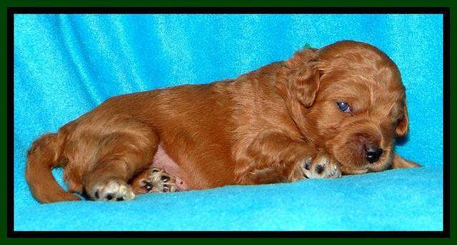 Tia Gus pups 2 wks old 50