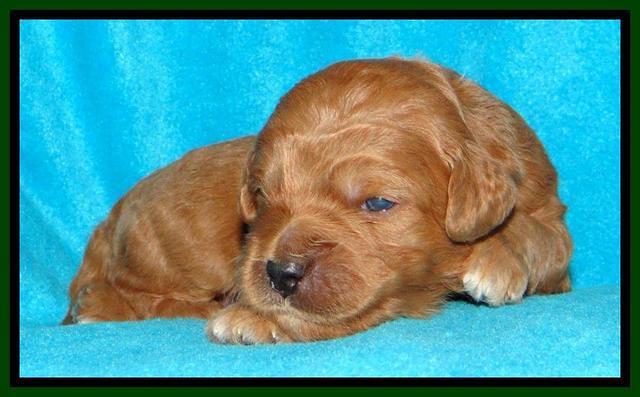 Tia Gus pups 2 wks old 60