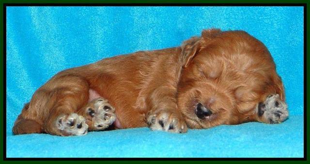 Tia Gus pups 2 wks old 70