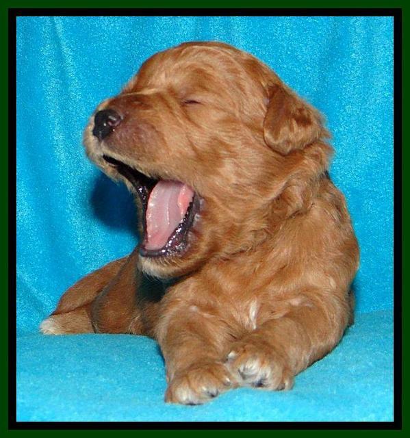 Tia Gus pups 2 wks old 80