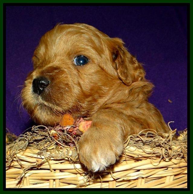 Tia Gus pups 3 wks old 51