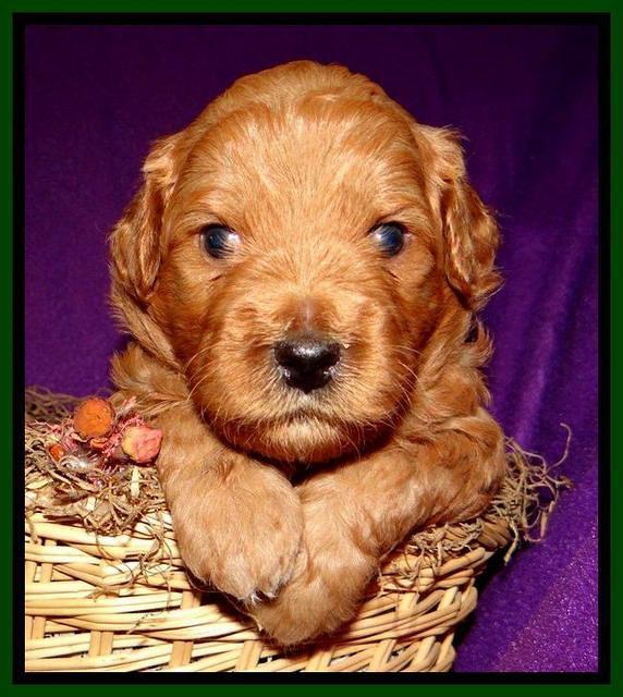 Tia Gus pups 3 wks old 61