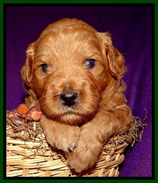 Tia Gus pups 3 wks old 71