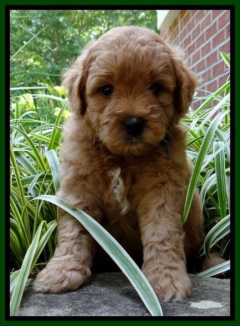 Tia Gus pups 5 wks old 100