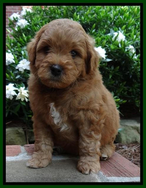 Tia Gus pups 5 wks old 130