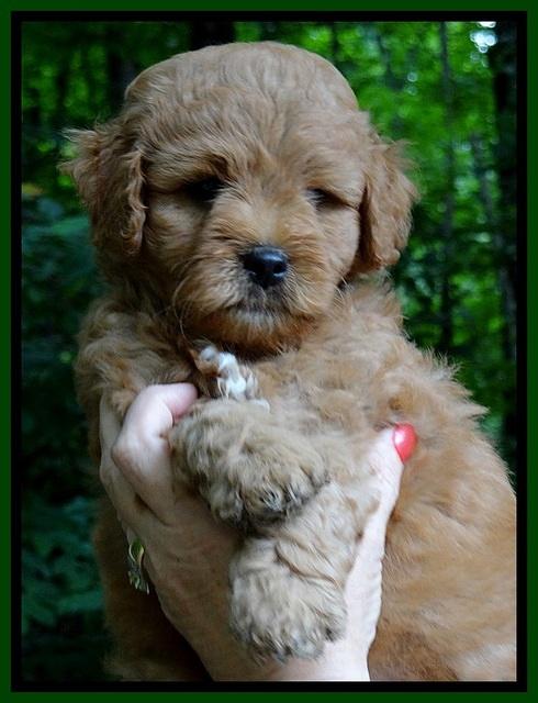 Tia Gus pups 6 wks old 21