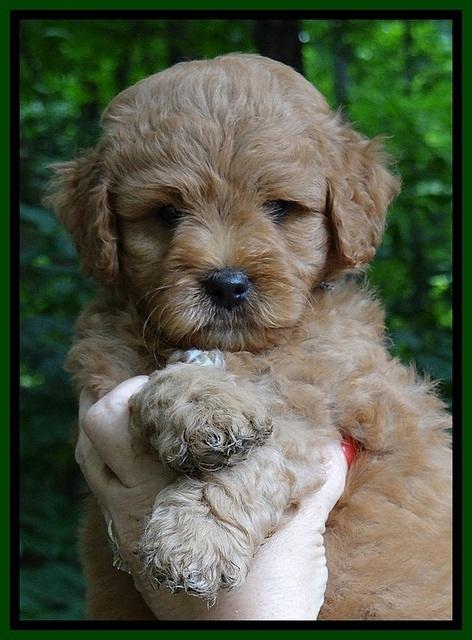 Tia Gus pups 6 wks old 31