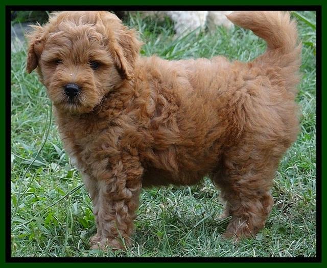 Tia Gus pups 7 wks old 291