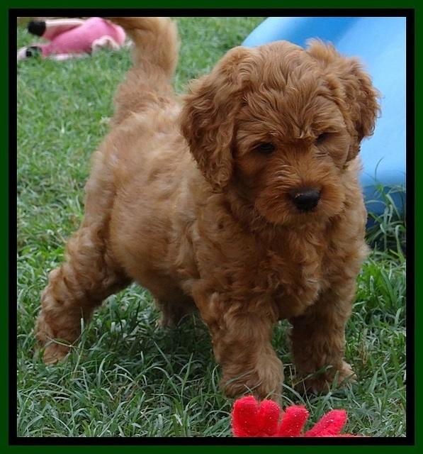 Tia Gus pups 7 wks old 301
