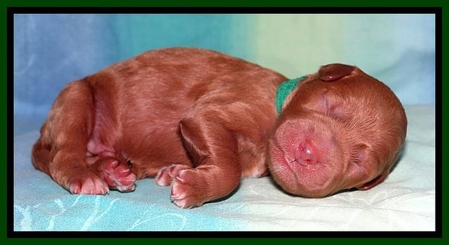 Tia Gus pups newborn 101