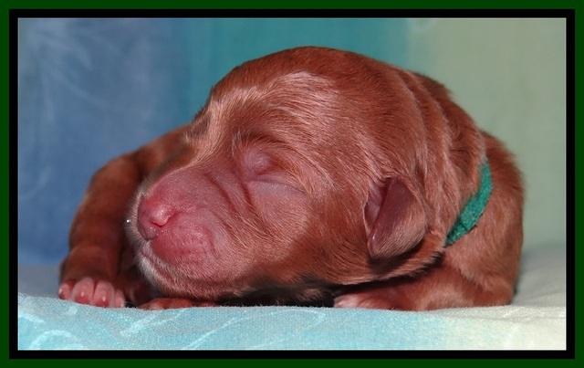 Tia Gus pups newborn 91