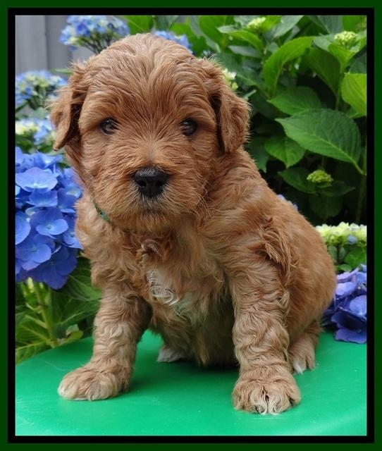 Tia and Gus 4 wks old 111