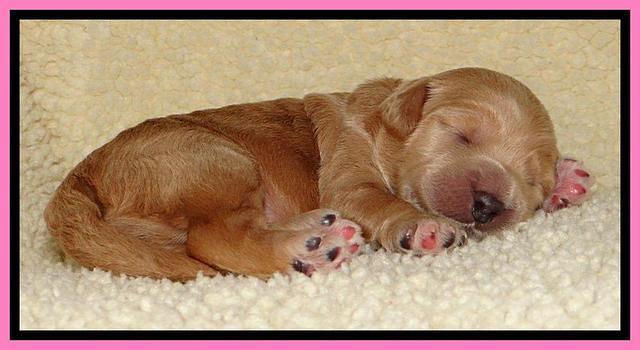 Tia Gus pups 1 wk old 101