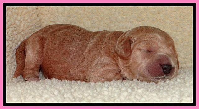 Tia Gus pups 1 wk old 71