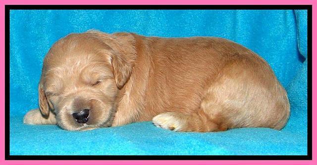 Tia Gus pups 2 wks old 100