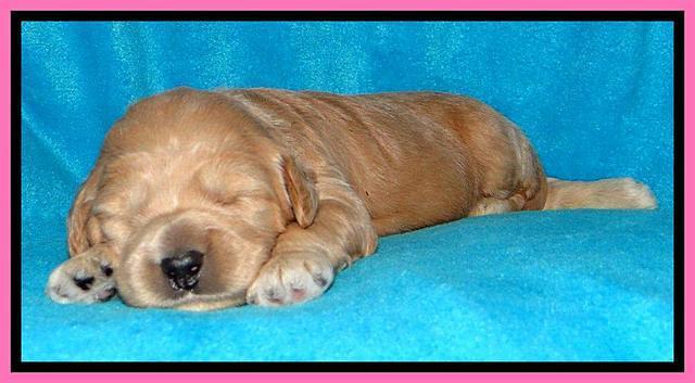 Tia Gus pups 2 wks old 110