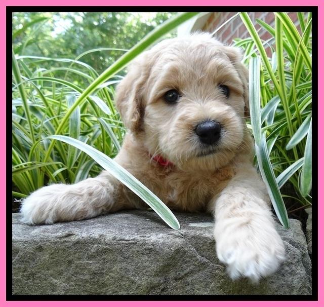 Tia Gus pups 5 wks old 150