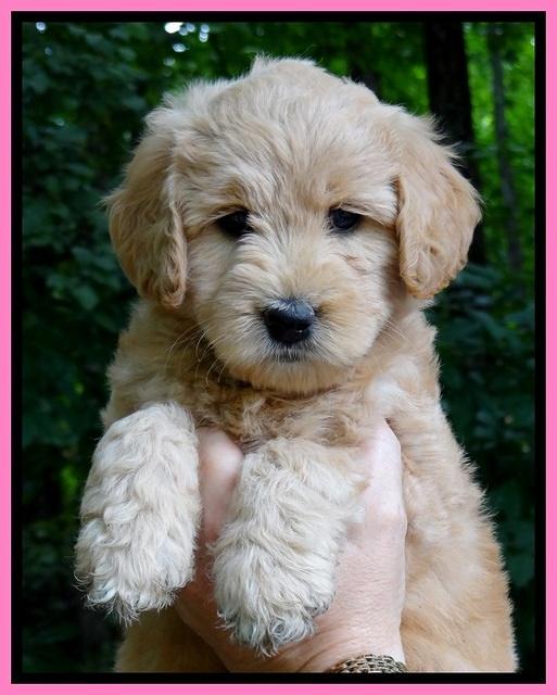 Tia Gus pups 6 wks old 91