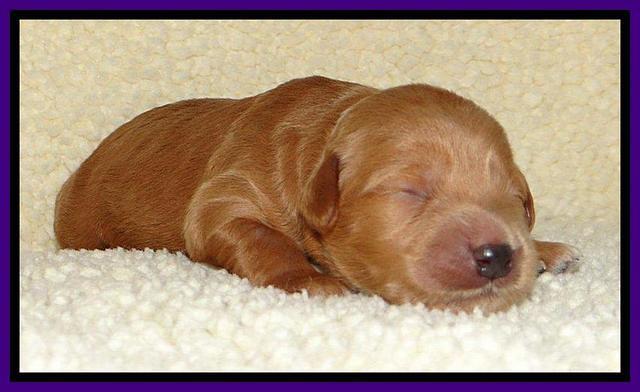 Tia Gus pups 1 wk old 121