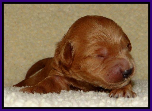 Tia Gus pups 1 wk old 141