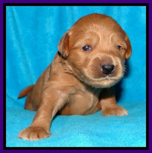 Tia Gus pups 2 wks old 170