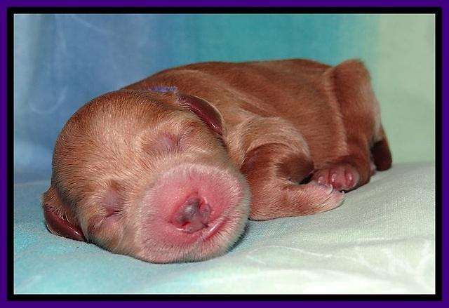 Tia Gus pups newborn 151