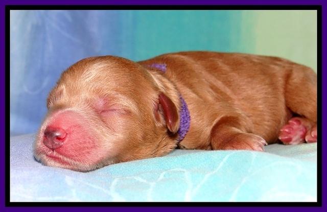 Tia Gus pups newborn 161