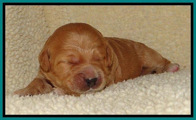 Tia Gus pups 1 wk old 211
