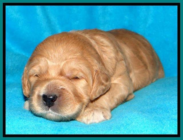 Tia Gus pups 2 wks old 260