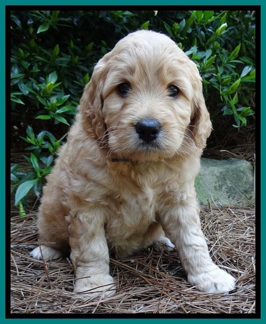 Tia Gus pups 5 wks old 230
