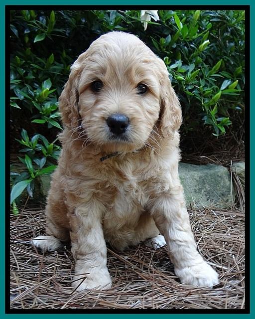 Tia Gus pups 5 wks old 240