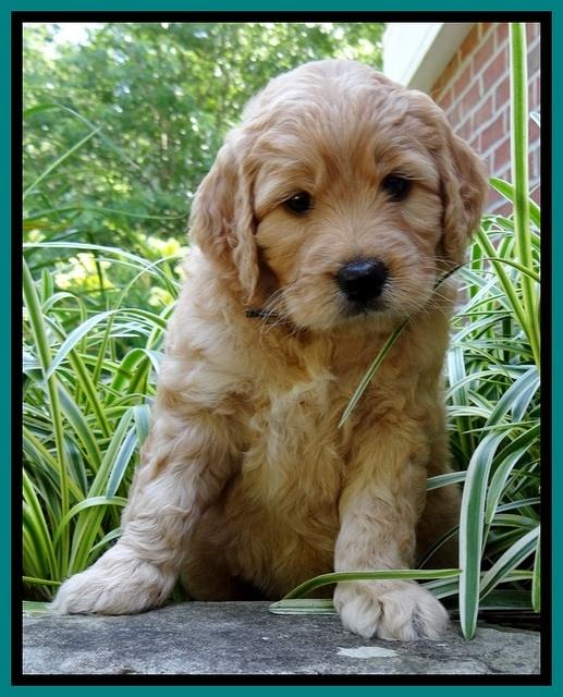 Tia Gus pups 5 wks old 250