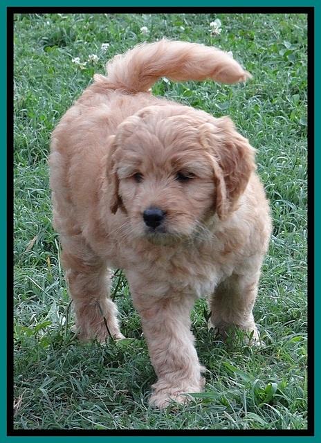Tia Gus pups 7 wks old 241