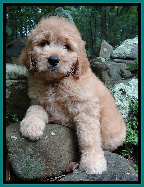 Tia Gus pups 8 wks old 12