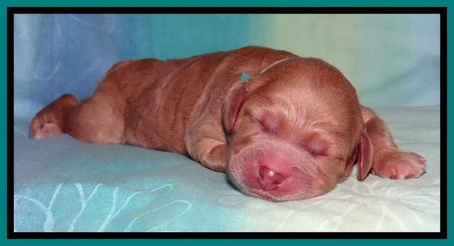 Tia Gus pups newborn 171