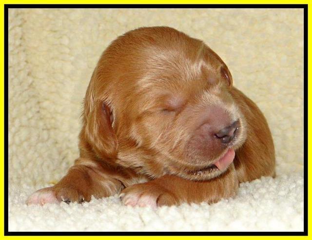 Tia Gus pups 1 wk old 261