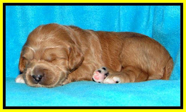 Tia Gus pups 2 wks old 290