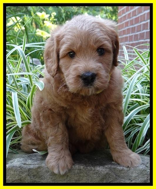 Tia Gus pups 5 wks old 270