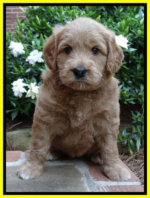 Tia Gus pups 5 wks old 290
