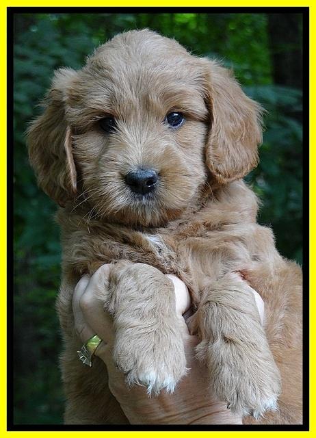 Tia Gus pups 6 wks old 191