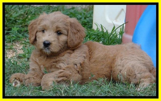 Tia Gus pups 7 wks old 21