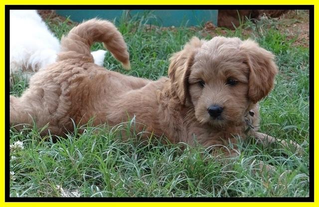 Tia Gus pups 7 wks old 51