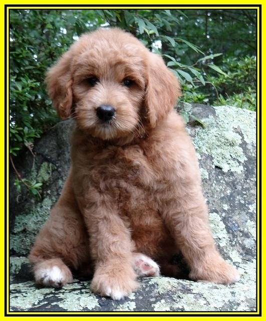 Tia Gus pups 8 wks old 21